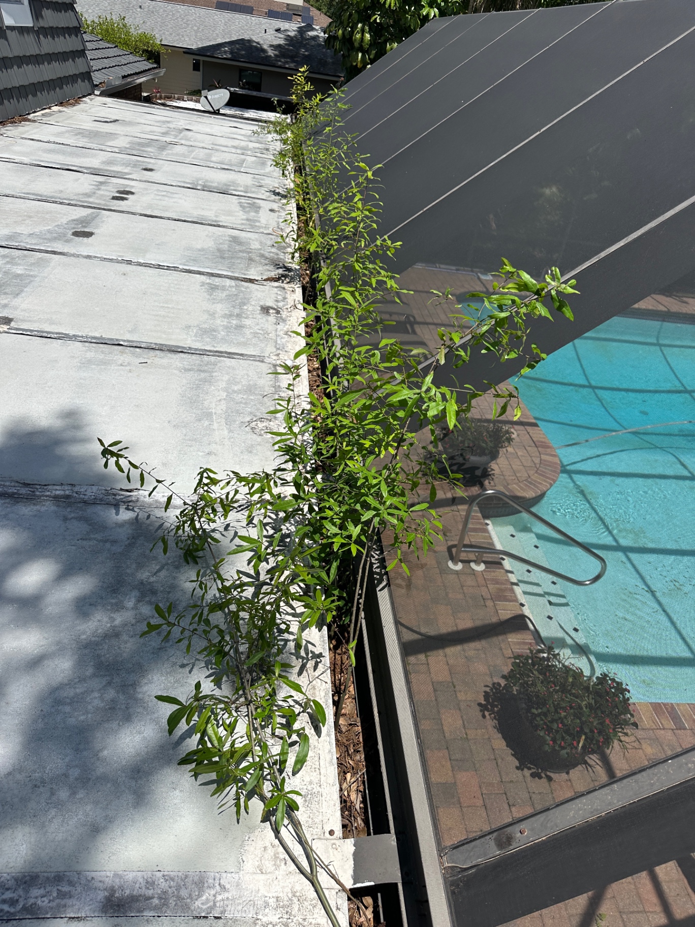 Overgrowth removed from flat roof gutter